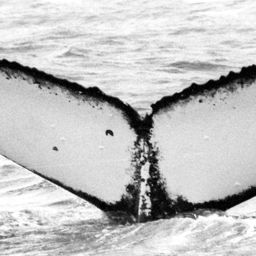Fluke of SPWRC-TGVA9608