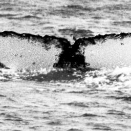 Fluke of SPWRC-TGVA9114
