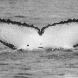 Fluke of SPWRC-TGVA9916