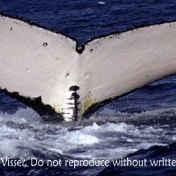 Fluke of SPWRC-TGVA9427
