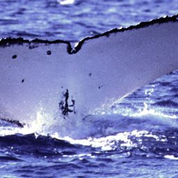 Fluke of SPWRC-TGVA9418