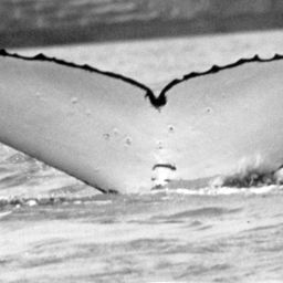 Fluke of SPWRC-TGVA9917