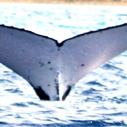 Fluke of SPWRC-TGVA9852