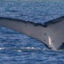Fluke of SPWRC-TGVA0249