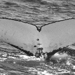 Fluke of SPWRC-TGVA9107