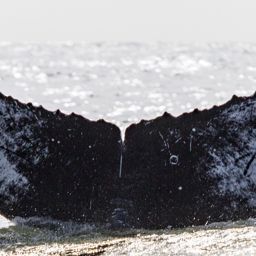 Fluke of CRC-20906