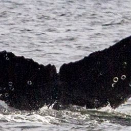 Fluke of CRC-19258