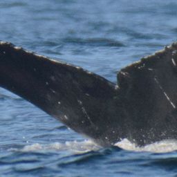Fluke of CRC-19264