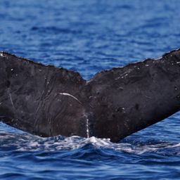 Fluke of CRC-19268