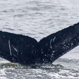 Fluke of CRC-18867