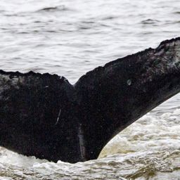 Fluke of CRC-18883