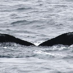 Fluke of CRC-10537