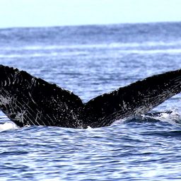 Fluke of CRC-20424