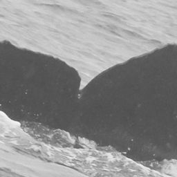 Fluke of CRC-11230
