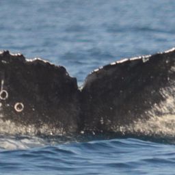 Fluke of CRC-16939