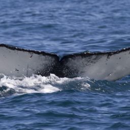 Fluke of CRC-17129
