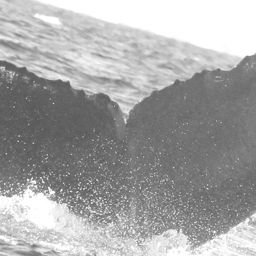 Fluke of CRC-15191