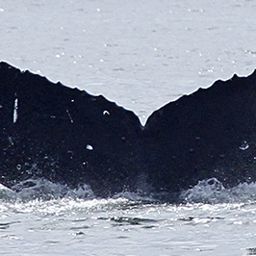 Fluke of Zig Zag