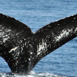 Fluke of CRC-15232