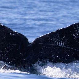 Fluke of CRC-10031