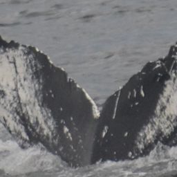 Fluke of Hancock