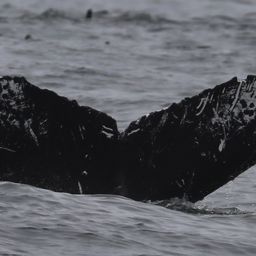 Fluke of CRC-18906