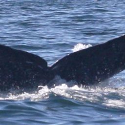 Fluke of CRC-11254
