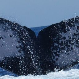 Fluke of CRC-11108