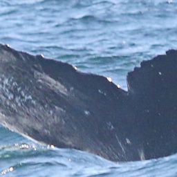 Fluke of CRC-17986