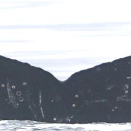 Fluke of CRC-17666