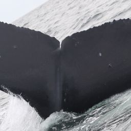Fluke of CRC-17856