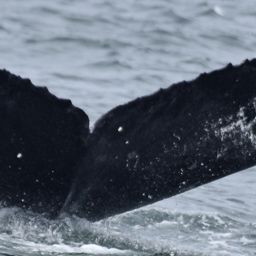Fluke of CRC-12077