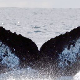 Fluke of CRC-17883