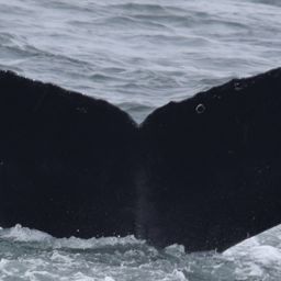 Fluke of CRC-15627