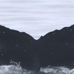 Fluke of CRC-18091