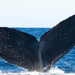Fluke of CRC-11139