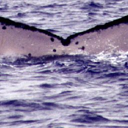 Fluke of HNC187