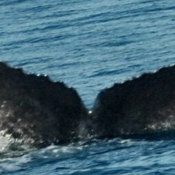 Fluke of CRC-10403
