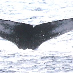 Fluke of HNC728