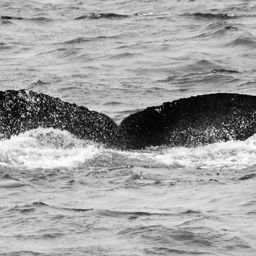 Fluke of CRC-21232