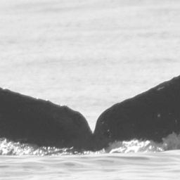 Fluke of CRC-15323