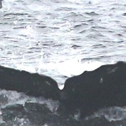 Fluke of CRC-18233