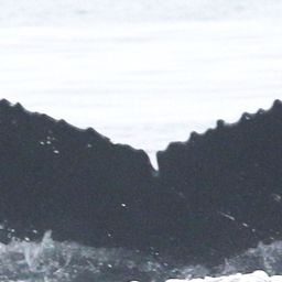 Fluke of CRC-18248