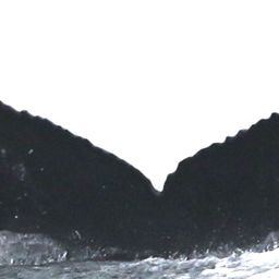 Fluke of CRC-18097
