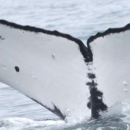 Fluke of Mantoloking