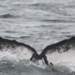 Fluke of CRC-18228