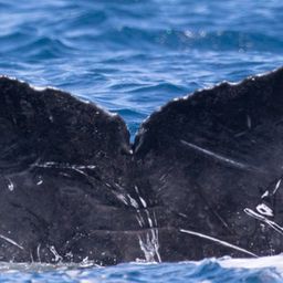 Fluke of CRC-15342