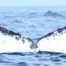Fluke of CRC-18426