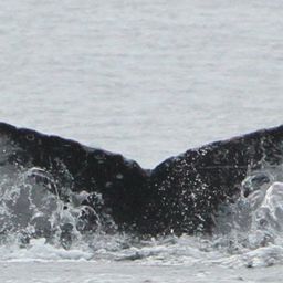 Fluke of CRC-18413