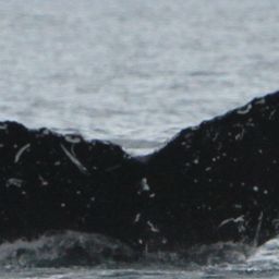 Fluke of CRC-18414